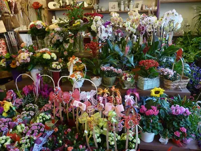 Kwiaciarnia Magnolia